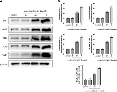 Protective effect of dexmedetomidine against delayed bone healing caused by morphine via PI3K/Akt mediated Nrf2 antioxidant defense system